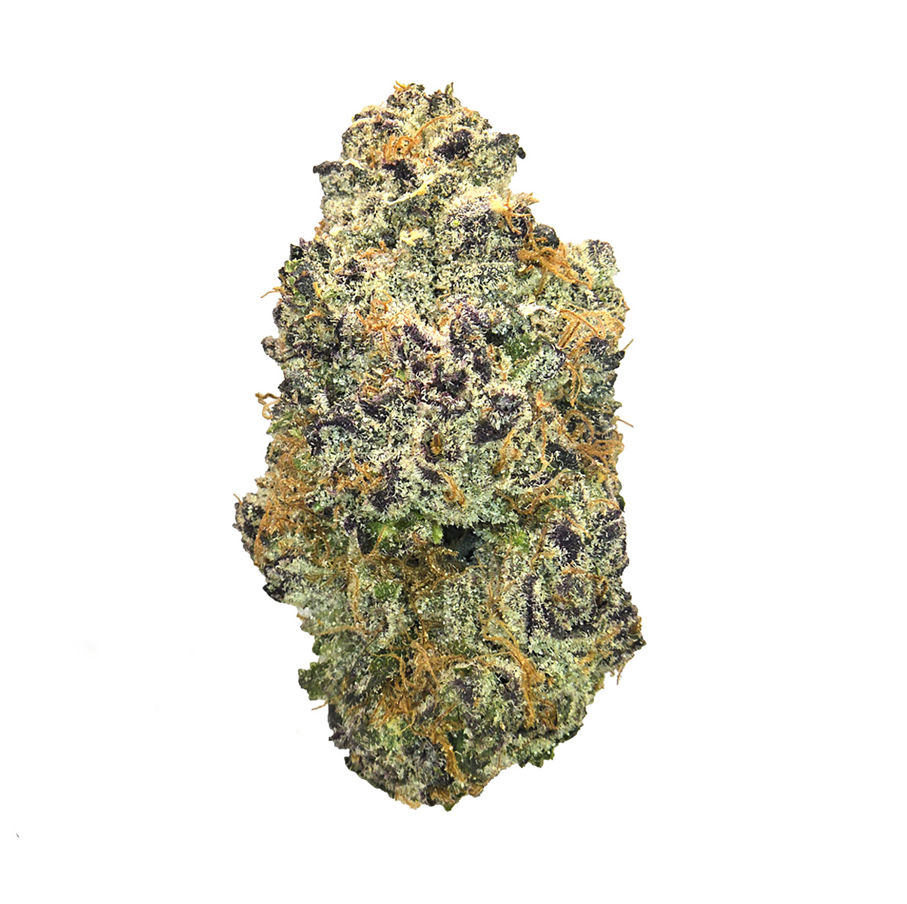 White Gushers Tk41 *Exotic* (H)