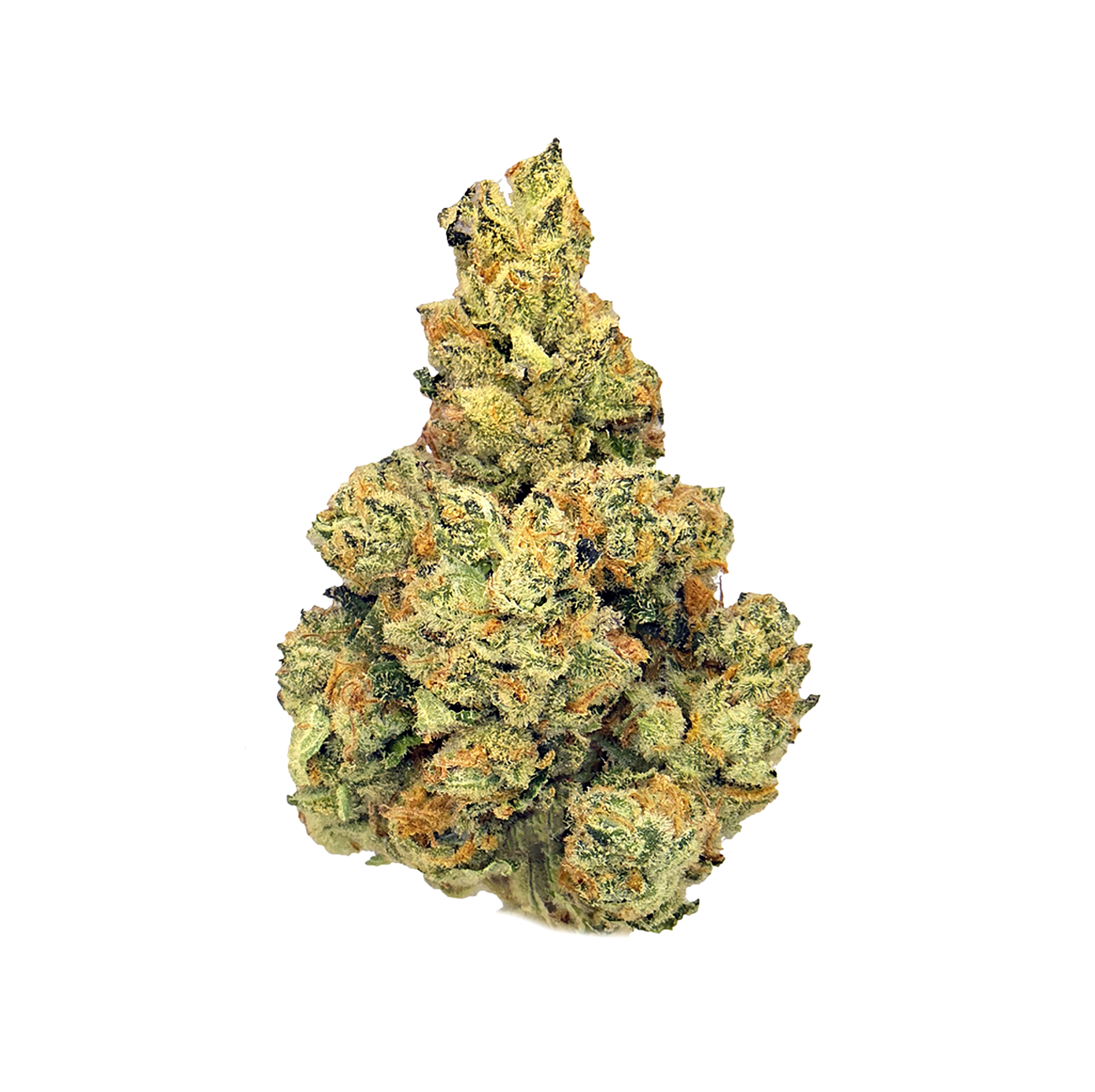 Biscotti (14G) · Sungrown (H)