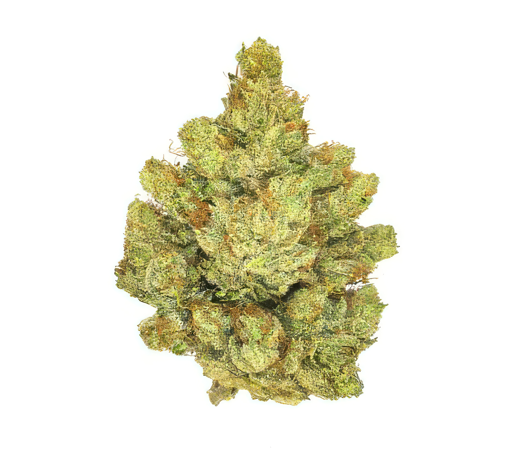 Emperor O.G. *Ultra Exotic* (H)