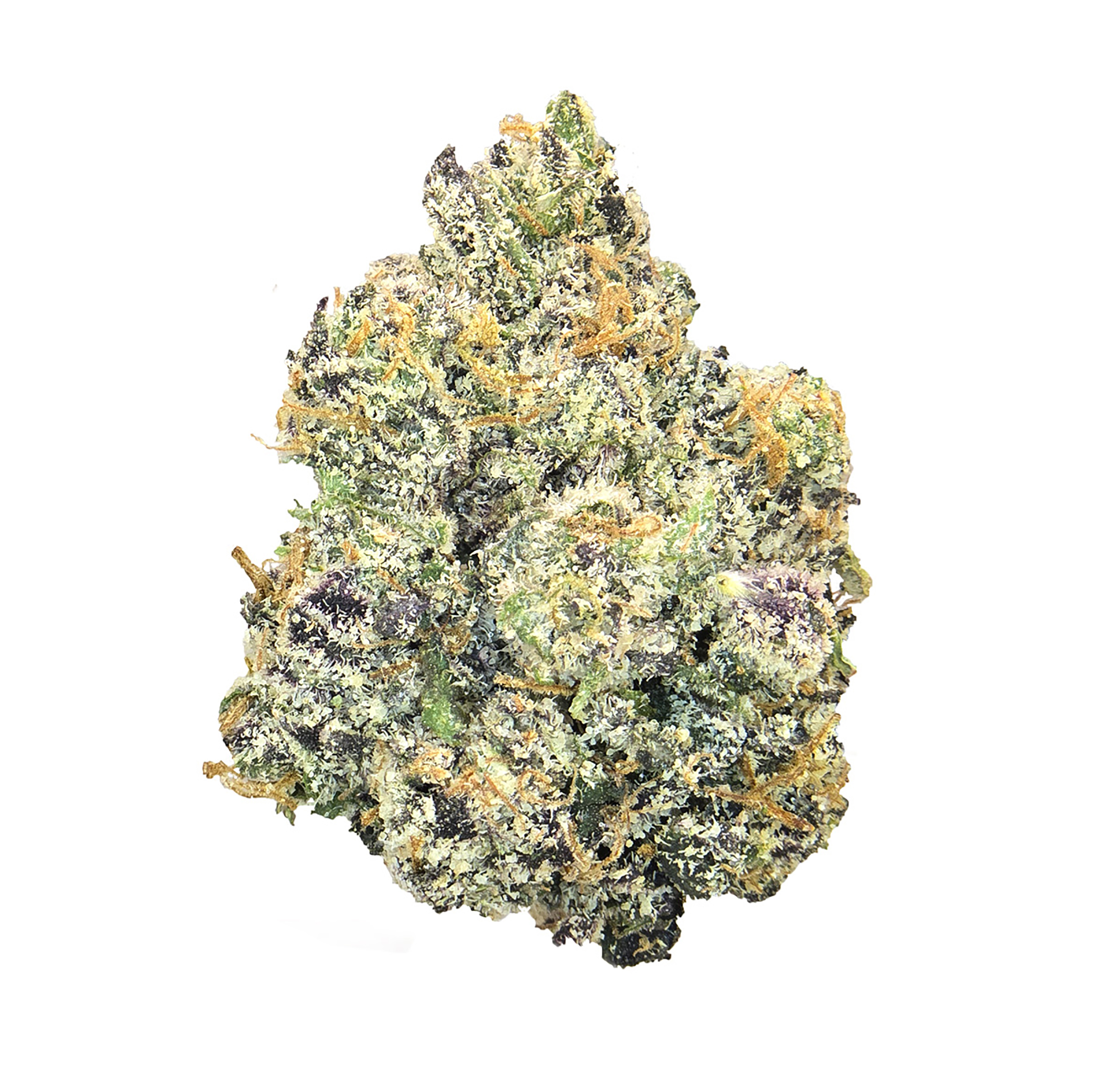 Gods Gift *Exotic* (I)