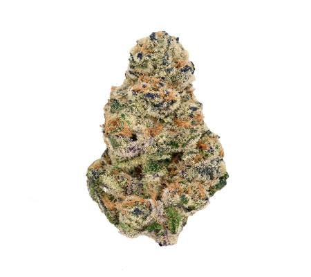 Chocolate Sherbanger *Ultra Exotic* (I)