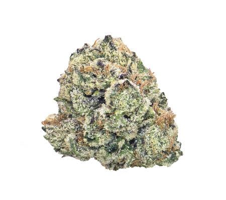 Gumdrop (14G) *Ultra Exotic Smalls* (H)