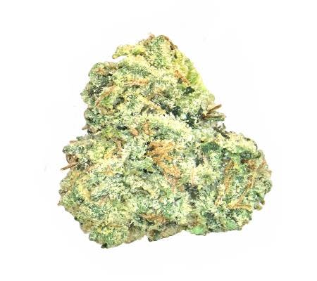 Holy Gelato (14G) *Ultra Exotic Smalls* (I)